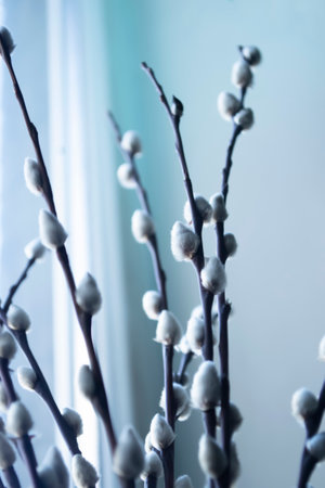 Sprigs of willow against the background of the window. Against the background of the light window, dark branches of willow with soft buds stand out in contrast. Beautiful willow at Easter in spring.の写真素材