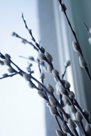 Beautiful willow branches at Easter in spring. Against the background of the light window, dark branches of willow with soft buds stand out in contrast.の写真素材