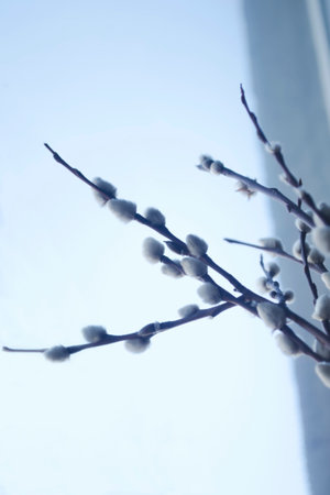 Beautiful willow branches at Easter in spring. Against the background of the light window, dark branches of willow with soft buds stand out in contrast.の写真素材
