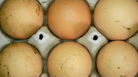 LOtok with eggs. An open tray with dirty eggs. Lots of dirty eggs. Eggs in the mud are not washed.の写真素材