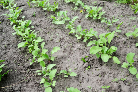 Rows of planted reggie. In the garden there are several beds with young radishes. Young radish plants grow in the garden.の写真素材