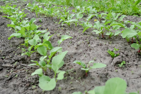 Young radish plants grow in the garden. Rows of planted reggie. In the garden there are several beds with young radishes.の写真素材