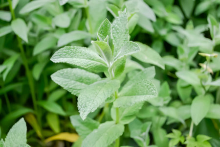 Fresh mint in the garden. Peppermint for tea ripens. Young twigs of lemon balm in the garden.の写真素材