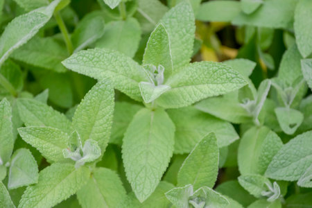 Fresh mint in the garden. Young twigs of lemon balm in the garden. Peppermint for tea ripens.の写真素材