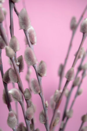 On a pink background lie willow branches with fluffy buds. Soft buds on willow branches - preparation for Easter. The beginning of spring is a willow with soft buds.の写真素材