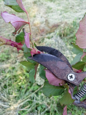 A secateur cuts off a rose branch. A neat cut of a rose branch .Pruning a rose with a pruning shear in the garden.の写真素材