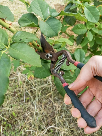 The hand holds the secateurs and trims the rose bush. Hand holds a garden tool for pruning bushes. Pruning a rose bush with a secateurs.の写真素材