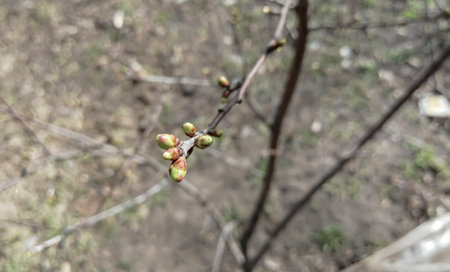 Buds on a n apple tree . spring buds on the bush. Buds bloom on a large bush.の写真素材