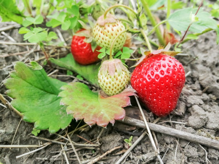 Strawberry rustic with ripe berry. Young strawberries ripened on the bush. Red strawberries on a bush in the garden.の写真素材