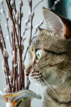 A striped cat looks out the window. The eyes of a striped cat. A cat next to willow branches next to a window.の写真素材
