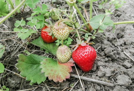 Strawberry rustic with ripe berry. Young strawberries ripened on the bush. Red strawberries on a bush in the garden.の写真素材