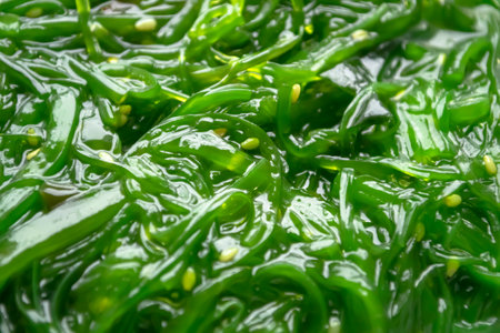 Wakame seaweed chuka salad with sesame. Background image of seaweed lettuce. Useful algae - wakame.の写真素材