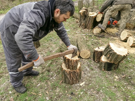 A man chops wood. Chopping firewood before winter - man, ax and wood. The process of chopping wood with an ax.の写真素材