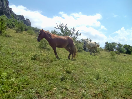 wild horses in the mountains. horses walk among the mountains. A beautiful brown horse grazes in the mountains.の写真素材