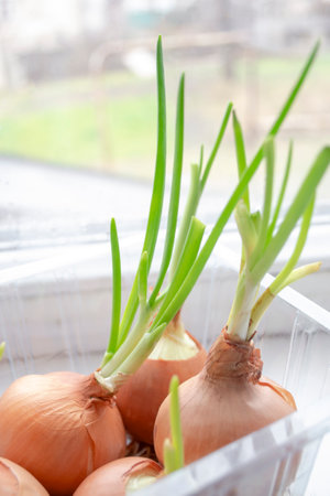 Green onions ripen on the windowsill. greens on the windowsill - healthy onions. growing green onions at home. vertical photo.の写真素材