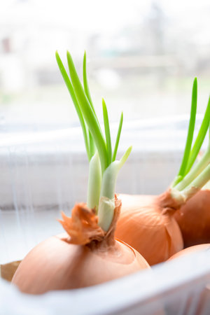 Green onions ripen on the windowsill. growing green onions at home. greens on the windowsill - healthy onions. Vertical foto.の写真素材
