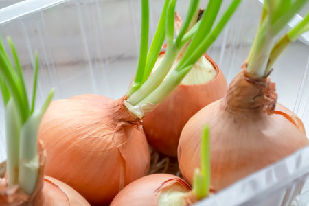 Green onions ripen on the windowsill. greens on the windowsill - healthy onions. growing green onions at home.の写真素材