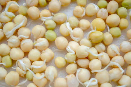 Sprouted green pea seeds. planting material. Sprouted pea beans for planting. preparation of legumes for planting.の写真素材