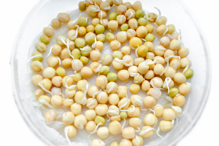 Sprouted green pea seeds. planting material. Sprouted pea beans for planting. preparation of legumes for planting.の写真素材