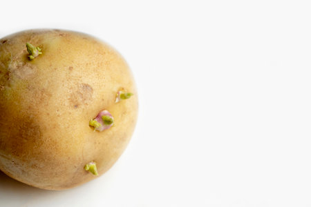 Sprouted potatoes for planting in the garden. Planting material - potatoes. Green sprouts on potatoes. Potatoes with sprouts lie on a white background.の写真素材