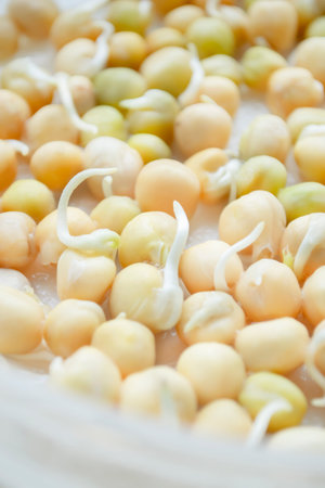 sprouted pea seeds. Planting material - germination of green pea seeds for planting.の写真素材