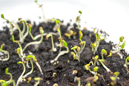 Cabbage seedlings in the ground. Many young sprouts of cabbage climbed out of the ground. planting material - cabbage seedlings are small.の写真素材