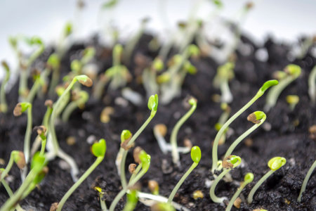 Cabbage seedlings in the ground. Many young sprouts of cabbage climbed out of the ground. planting material - cabbage seedlings are small.の写真素材