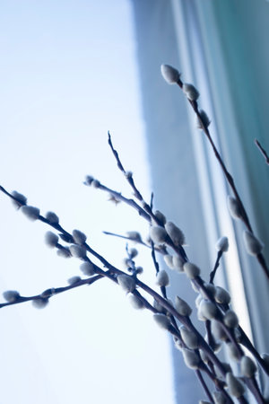 Sprigs of willow against the background of the window. Against the background of the light window, dark branches of willow with soft buds stand out in contrast. Beautiful willow at Easter in spring.の写真素材