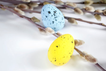 Among the young branches lie Easter eggs. On a white background there are many Easter eggs and willow branches. Quail eggs at Easter.の写真素材