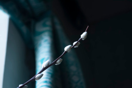 Soft willow buds in early spring against the wall background. On the against the wall are branches...