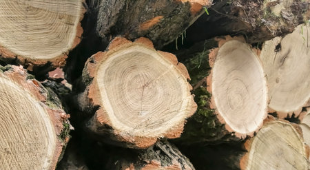 Cut down a tree nearby. Circles of sawed wood. logging. Industrial logging - flat saws of wood - circles.の写真素材