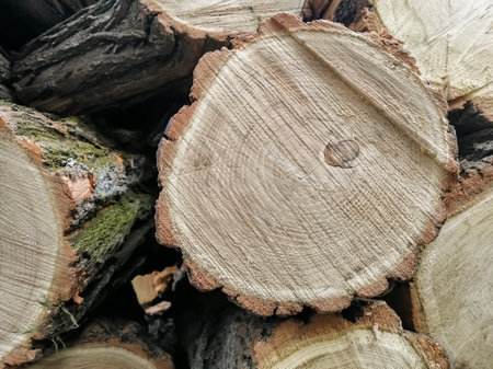 Cut down a tree nearby. Circles of sawed wood. logging. Industrial logging - flat saws of wood - circles.の写真素材