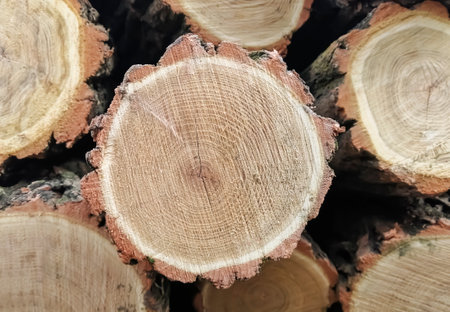 Cut down a tree nearby. Circles of sawed wood. logging. Industrial logging - flat saws of wood - circles.の写真素材