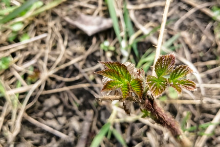 Young raspberry leaves. Raspberries are reborn after winter. On the raspberry bush, buds bloom and the first leaves appear.の写真素材