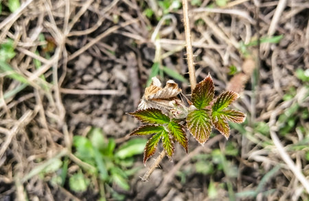 Young raspberry leaves. On the raspberry bush, buds bloom and the first leaves appear. Raspberries are reborn after winter.の写真素材