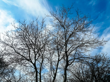 Trees in early spring against the sky. Contrast of dark tree branches and blue, cloudy sky.の写真素材