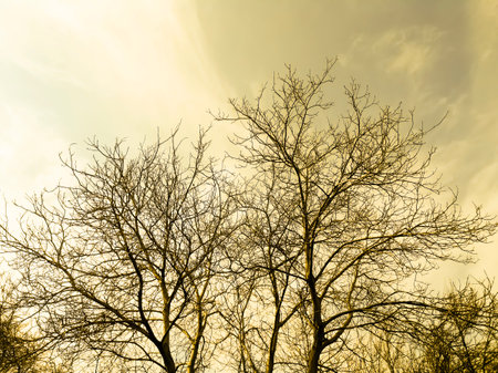A tree without leaves against a cloudy sky. Photos of wood and sky in golden shades. wood in early spring against the background of clouds and sky - pleasant, yellow-gold shades.の写真素材