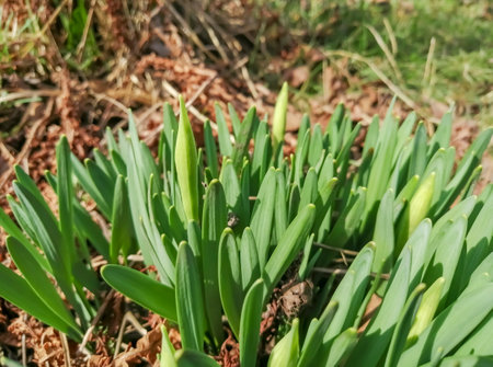 spring flowers are buds on daffodils. Young daffodil bushes in the spring. the first leaves and buds on daffodils.の写真素材