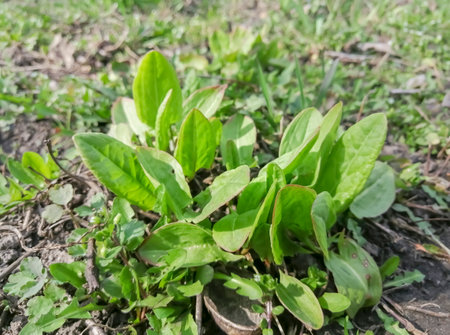Young leaves of sorrel in the garden. the first useful herbs are sorrel. Spring vitamins in the garden - young sorrel.の写真素材