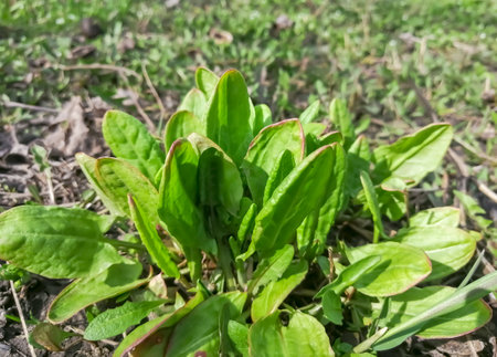 Young leaves of sorrel in the garden. the first useful herbs are sorrel. Spring vitamins in the garden - young sorrel.の写真素材