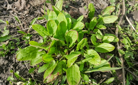 Spring vitamins in the garden - young sorrel. Young leaves of sorrel in the garden. the first useful herbs are sorrel.の写真素材