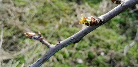 Buds bloom on the pear. the first spring buds on a pear tree. Buds with flowers bloom on the fruit tree.の写真素材