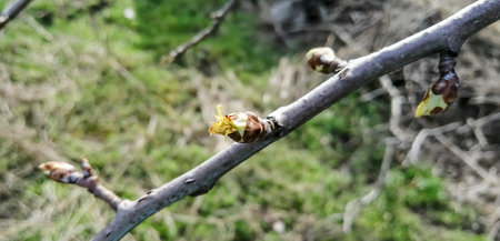 Buds with flowers bloom on the fruit tree. Buds bloom on the pear. the first spring buds on a pear tree.の写真素材