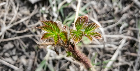 Young raspberry leaves bloomed in the spring. Spring buds on raspberries bloomed. The first leaves on raspberries in the spring.の写真素材