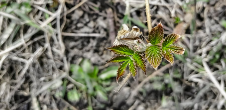 Young raspberry leaves bloomed in the spring. The first leaves on raspberries in the spring. Spring buds on raspberries bloomed.の写真素材