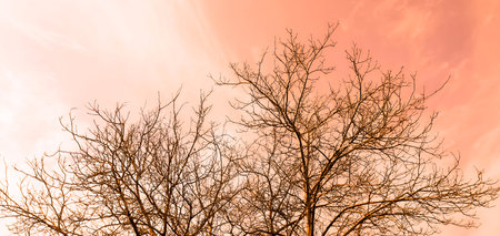 Photos of wood and sky in pink shades. A tree without leaves against a cloudy sky. wood in early spring against the background of clouds and sky - pleasant, red-pink shades.の写真素材