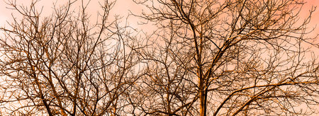 Photos of wood and sky in pink shades. A tree without leaves against a cloudy sky. wood in early spring against the background of clouds and sky - pleasant, red-pink shades.の写真素材