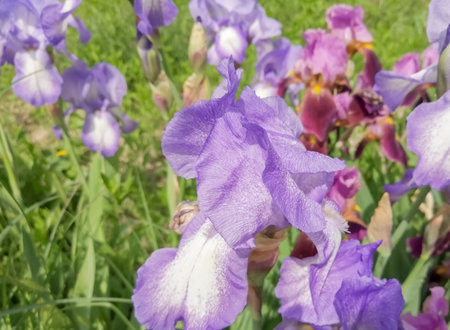 Irises in a flower bed. The flowers are purple. iris buds in a large plan.の写真素材