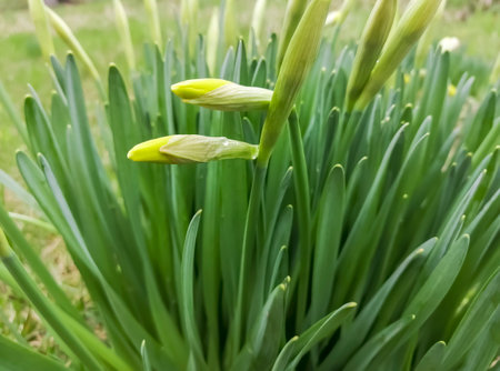 Buds on daffodils. early spring - buds on decorative flowers. Daffodil bushes with buds.の写真素材