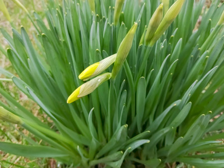 Buds on daffodils. Daffodil bushes with buds. early spring - buds on decorative flowers.の写真素材